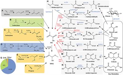 A Review of the Biotechnological Production of <mark class="highlighted">Methacrylic Acid</mark>